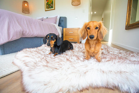 Choosing the Right Size Bed for Large Dogs and Family Lounging