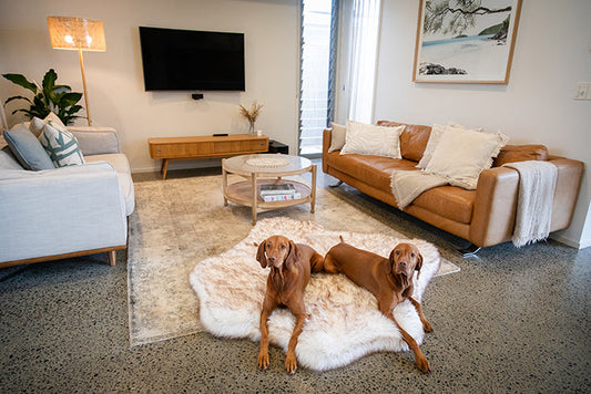 How to Keep Your Big Dog’s Bed Clean Without Losing Style