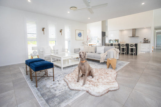 What Are Limited Edition Covers for Luxury Dog Beds and How Can I Get Them?